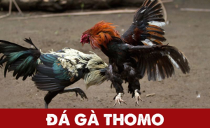 Đá gà thomo-8xx